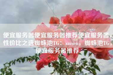 便宜服务器便宜服务器推荐便宜服务器，性价比之选蜘蛛池TG：zzcseo，蜘蛛池TG，便宜服务器推荐