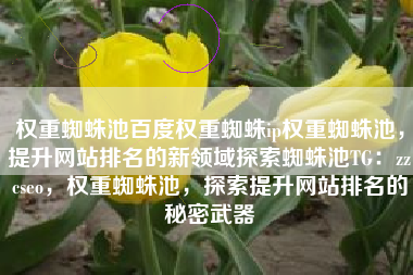 权重蜘蛛池百度权重蜘蛛ip权重蜘蛛池，提升网站排名的新领域探索蜘蛛池TG：zzcseo，权重蜘蛛池，探索提升网站排名的秘密武器