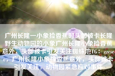 广州长隆一小象捡香蕉时头部被卡长隆野生动物园的小象广州长隆小象捡香蕉意外，头部被卡引发关注蜘蛛池TG：zzcseo，广州长隆小象捡香蕉意外，头部被卡引发关注，动物园紧急应对事件