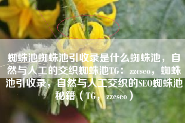 蜘蛛池蜘蛛池引收录是什么蜘蛛池，自然与人工的交织蜘蛛池TG：zzcseo，蜘蛛池引收录，自然与人工交织的SEO蜘蛛池秘籍（TG，zzcseo）