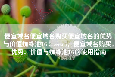 便宜域名便宜域名购买便宜域名的优势与价值蜘蛛池TG：zzcseo，便宜域名购买，优势、价值与蜘蛛池TG的使用指南