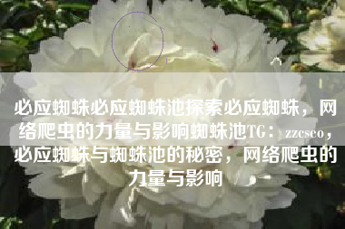 必应蜘蛛必应蜘蛛池探索必应蜘蛛，网络爬虫的力量与影响蜘蛛池TG：zzcseo，必应蜘蛛与蜘蛛池的秘密，网络爬虫的力量与影响