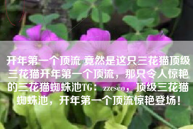 开年第一个顶流 竟然是这只三花猫顶级三花猫开年第一个顶流，那只令人惊艳的三花猫蜘蛛池TG：zzcseo，顶级三花猫蜘蛛池，开年第一个顶流惊艳登场！