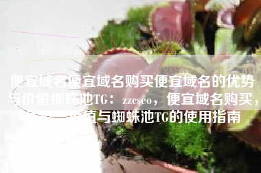 便宜域名便宜域名购买便宜域名的优势与价值蜘蛛池TG：zzcseo，便宜域名购买，优势、价值与蜘蛛池TG的使用指南