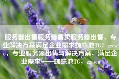 服务器出售服务器售卖服务器出售，专业解决方案满足企业需求蜘蛛池TG：zzcseo，专业服务器出售与解决方案，满足企业需求——蜘蛛池TG，zzcseo