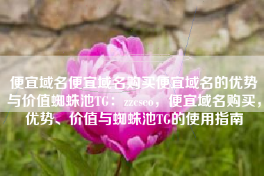 便宜域名便宜域名购买便宜域名的优势与价值蜘蛛池TG：zzcseo，便宜域名购买，优势、价值与蜘蛛池TG的使用指南