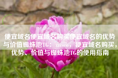 便宜域名便宜域名购买便宜域名的优势与价值蜘蛛池TG：zzcseo，便宜域名购买，优势、价值与蜘蛛池TG的使用指南