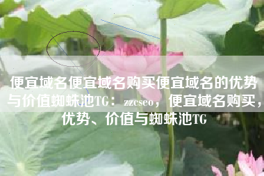 便宜域名便宜域名购买便宜域名的优势与价值蜘蛛池TG：zzcseo，便宜域名购买，优势、价值与蜘蛛池TG