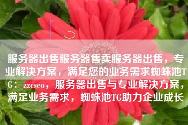 服务器出售服务器售卖服务器出售，专业解决方案，满足您的业务需求蜘蛛池TG：zzcseo，服务器出售与专业解决方案，满足业务需求，蜘蛛池TG助力企业成长