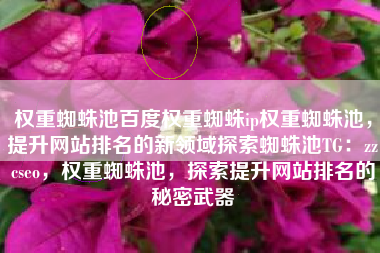 权重蜘蛛池百度权重蜘蛛ip权重蜘蛛池，提升网站排名的新领域探索蜘蛛池TG：zzcseo，权重蜘蛛池，探索提升网站排名的秘密武器