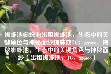 蜘蛛池蜘蛛池出租蜘蛛池，生态中的关键角色与神秘面纱蜘蛛池TG：zzcseo，揭秘蜘蛛池，生态中的关键角色与神秘面纱（出租蜘蛛池，TG，zzcseo）