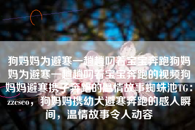 狗妈妈为避寒一趟趟叼着宝宝奔跑狗妈妈为避寒一趟趟叼着宝宝奔跑的视频狗妈妈避寒携子奔跑的温情故事蜘蛛池TG：zzcseo，狗妈妈携幼犬避寒奔跑的感人瞬间，温情故事令人动容