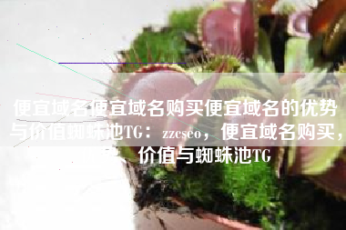 便宜域名便宜域名购买便宜域名的优势与价值蜘蛛池TG：zzcseo，便宜域名购买，优势、价值与蜘蛛池TG